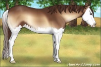 Horse Color:Red Onyx Splash 