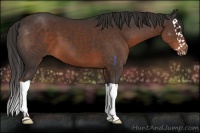 Horse Color:Liver Chestnut Splash 