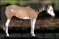Horse Color:Sable Champagne Splash 