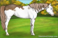 Horse Color:Chocolate Palomino Roan Splash