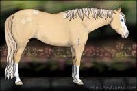 Horse Color:Gold Cream Champagne Dun Splash 