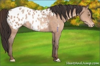 Horse Color:Sable Champagne Appaloosa 