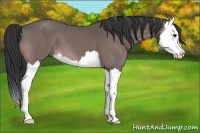 Horse Color:Platinum Bay Splash