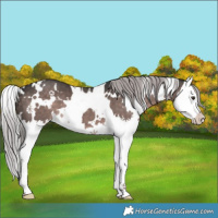 Horse Color:Platinum White Spotted Liver Chestnut Splash 