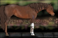 Horse Color:Liver Chestnut 