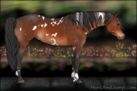 Horse Color:White Spotted Bay 