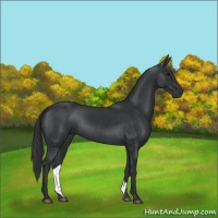 Horse Color:Black 