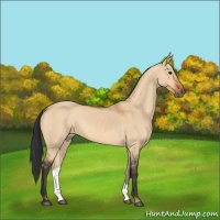 Horse Color:Bay Dun