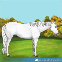 Horse Color:Gray White Spotted Blue Roan Rabicano