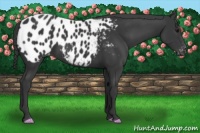Horse Color:Black Appaloosa