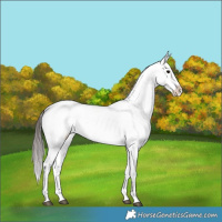 Horse Color:Black Blanket 