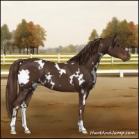 Horse Color:White Spotted Liver Chestnut 