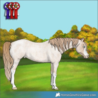 Horse Color:White Spotted Perlino Roan