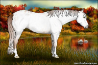 Horse Color:Gray White Spotted Gold Champagne Splash Appaloosa Rabicano 