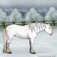 Horse Color:Gray White Spotted Chocolate Palomino Appaloosa Rabicano 