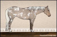 Horse Color:White Spotted Liver Red Dun Roan Mushroom Rabicano 