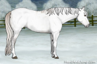 Horse Color:Gray Silver Brown Dun Tobiano Appaloosa Rabicano 