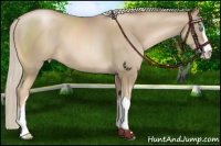 Horse Color:Chocolate Palomino Pearl Sabino