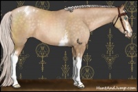 Horse Color:White Spotted Chocolate Silver Buckskin Pearl Appaloosa