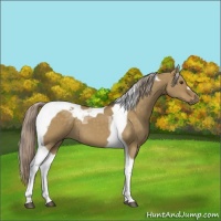 Horse Color:Chocolate Palomino Dun Tobiano