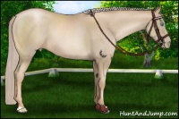 Horse Color:Chocolate Palomino Pearl