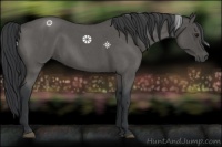 Horse Color:Blue Roan 