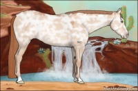 Horse Color:Gold Champagne Ice Dun 