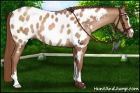 Horse Color:Chocolate Brown Pearl Sabino Near Leopard Rabicano 