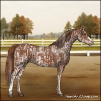 Horse Color:White Spotted Liver Chestnut  and Chestnut 