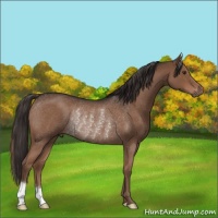 Horse Color:Liver Red Roan Rabicano 