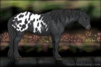 Horse Color:Black Appaloosa 