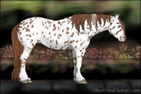 Horse Color:Chestnut Appaloosa 