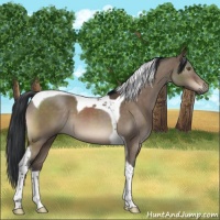 Horse Color:Brown Dun Mushroom Sabino Tobiano 