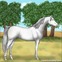 Horse Color:Gray White Spotted Brown Dun Mushroom Tobiano 