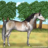 Horse Color:Brown Dun Mushroom Splash Tobiano Brindle 
