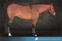Horse Color:Bay Dun 