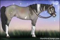 Horse Color:Platinum White Spotted Brown Dun Tobiano 