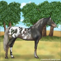 Horse Color:Liver Chestnut Mushroom Sabino Appaloosa 