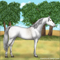 Horse Color:Gray White Spotted Brown Dun 
