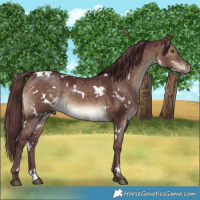 Horse Color:White Spotted Chocolate Brown Dun
