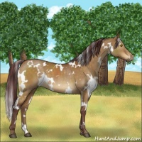 Horse Color:White Spotted Chocolate Buckskin Dun Brindle 