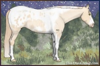 Horse Color:Gold Champagne Roan Dun Splash Tobiano Frame Appaloosa Rabicano 