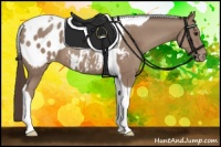 Horse Color:Classic Champagne Tobiano Appaloosa