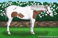 Horse Color:Liver Chestnut Splash Tobiano 