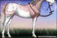 Horse Color:Chocolate Palomino Pearl Dun Splash Appaloosa Brindle 