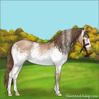 Horse Color:White Spotted Liver Chestnut Pearl Sabino 