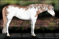 Horse Color:Liver Chestnut Sabino Splash Frame 