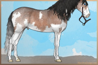 Horse Color:Bay Roan Sabino Splash 