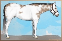 Horse Color:White Spotted Bay Dun Splash Frame 