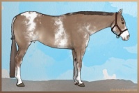 Horse Color:White Spotted Liver Red Dun Appaloosa 